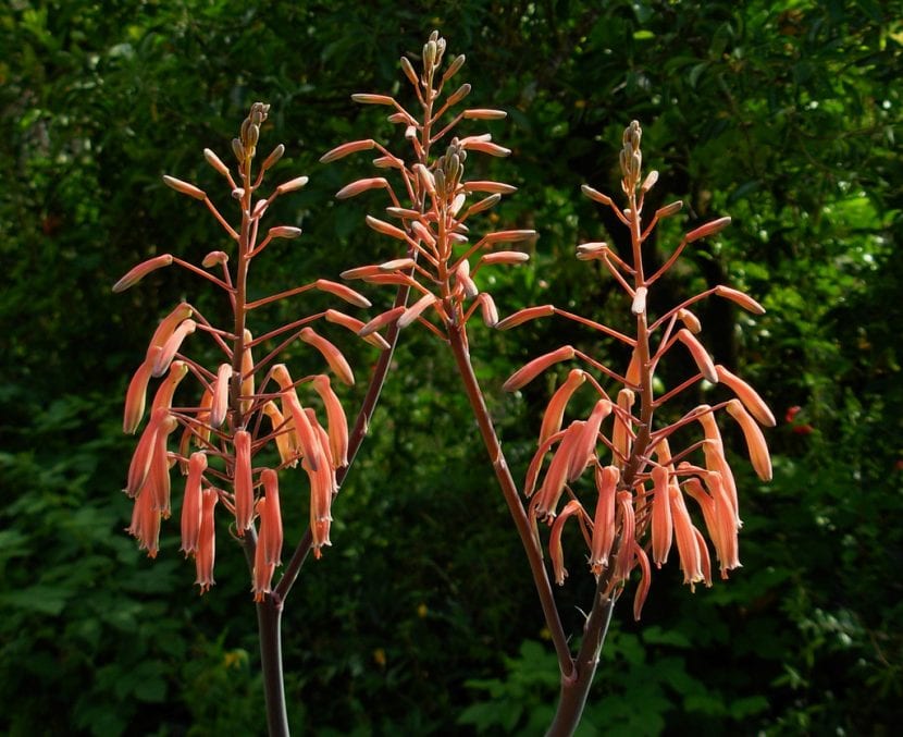 Vara floral naranja del Aloe aristata o planta antorcha