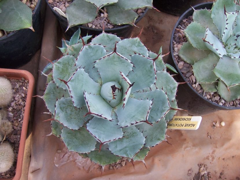 Roseta de Agave potatorum con hojas gris azuladas y dientes oscuros