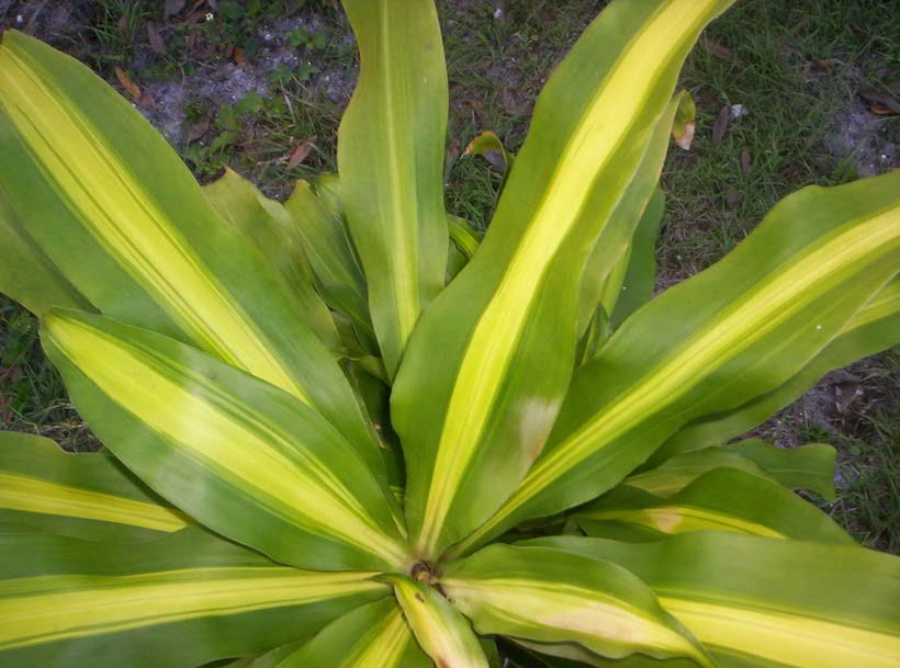 Hojas de Dracaena fragrans con quemaduras por sol directo