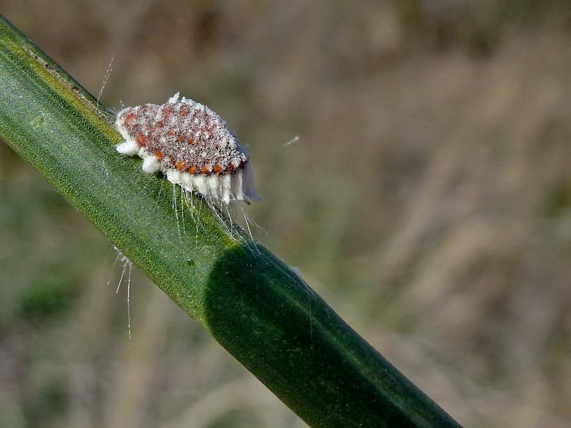 Cochinilla algodonosa en las hojas de una planta de interior