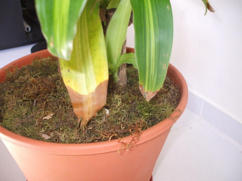 Ejemplar de palo de agua o Dracaena fragrans en maceta