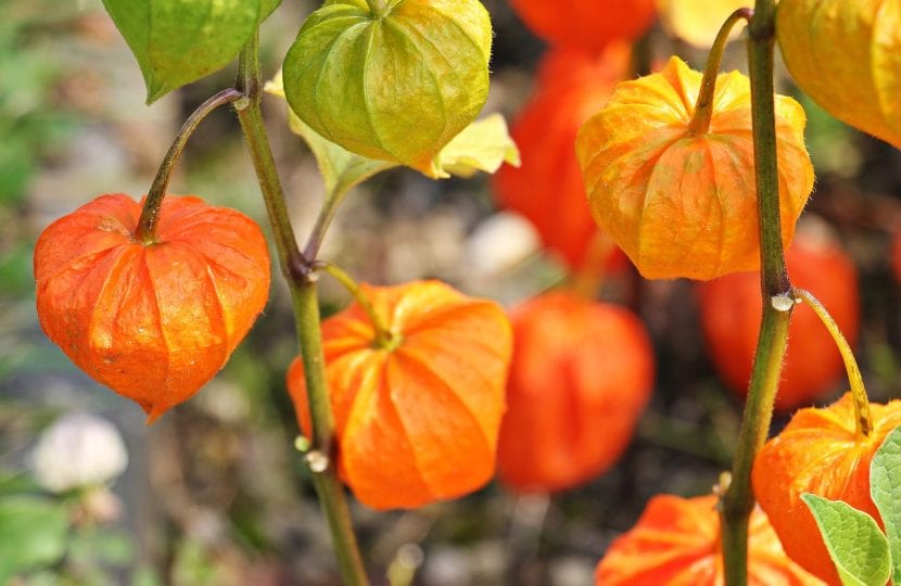 Frutos de physalis con su cáliz abierto