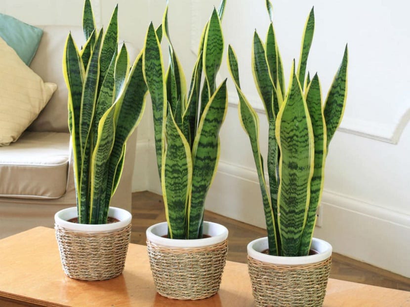 Ejemplar de sansevieria de hojas erectas en maceta
