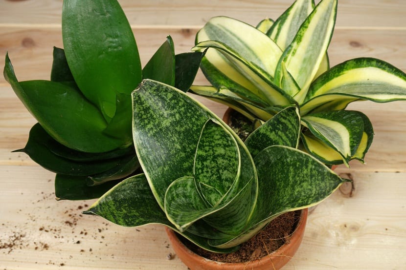 Sansevieria trifasciata variedad Hahnii, roseta enana