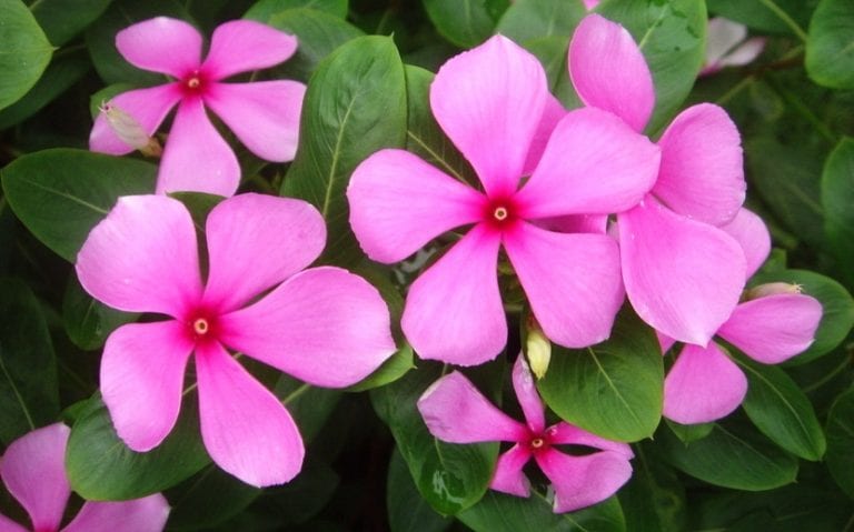 Flores rosas de teresita, Catharanthus roseus, con el ojo central más oscuro