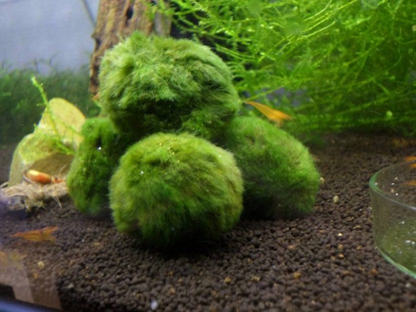 Bolas de cladophora o marimo en el fondo de un acuario