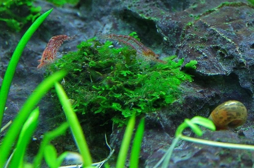 Alga verde creciendo dentro de un acuario