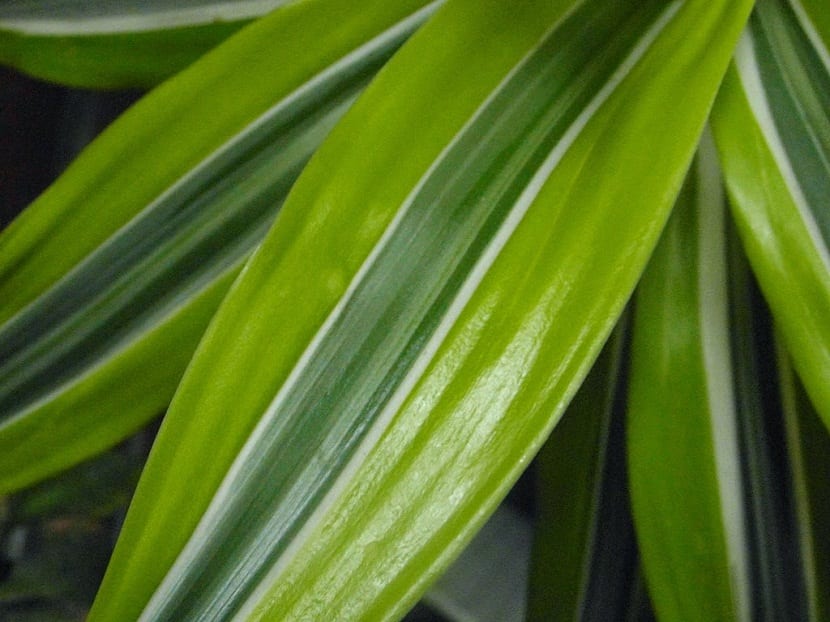 Hojas rayadas en verde lima de la drácena limón