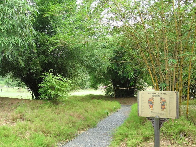 Mata de bambú de gran porte en un jardín