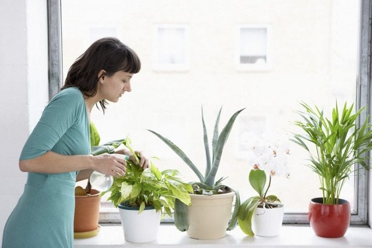 Observar las plantas de cerca para detectar problemas