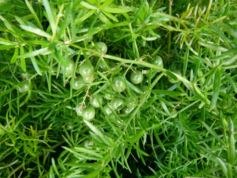 Esparraguera ornamental Asparagus sprengeri, de follaje fino y plumoso