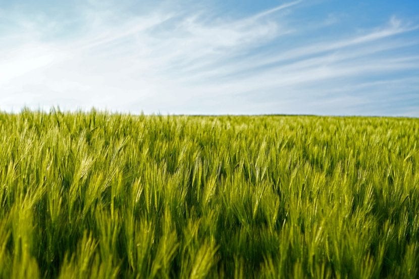 Campo de trigo maduro antes de la siega