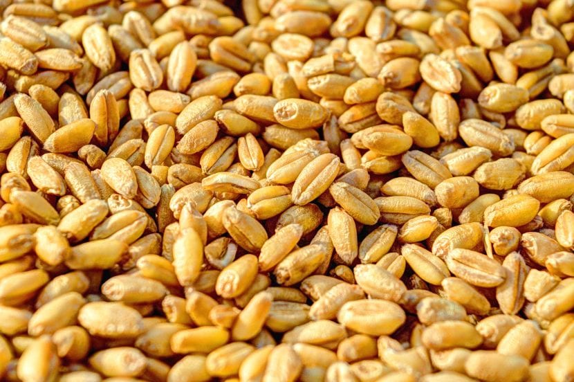 Semillas de trigo en grano listas para germinar