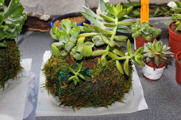 Kokedamas colgadas con distintas plantas de interior