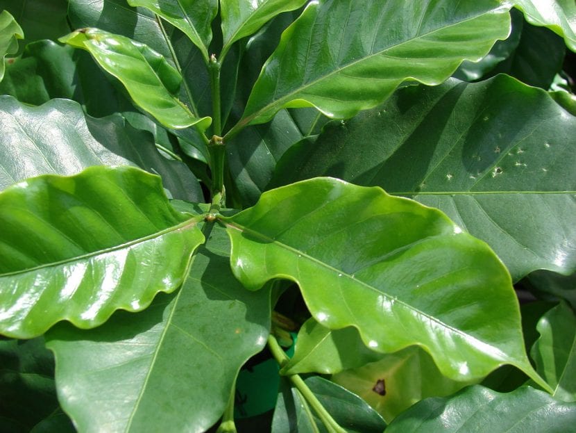 Cafeto Coffea arabica cultivado en maceta