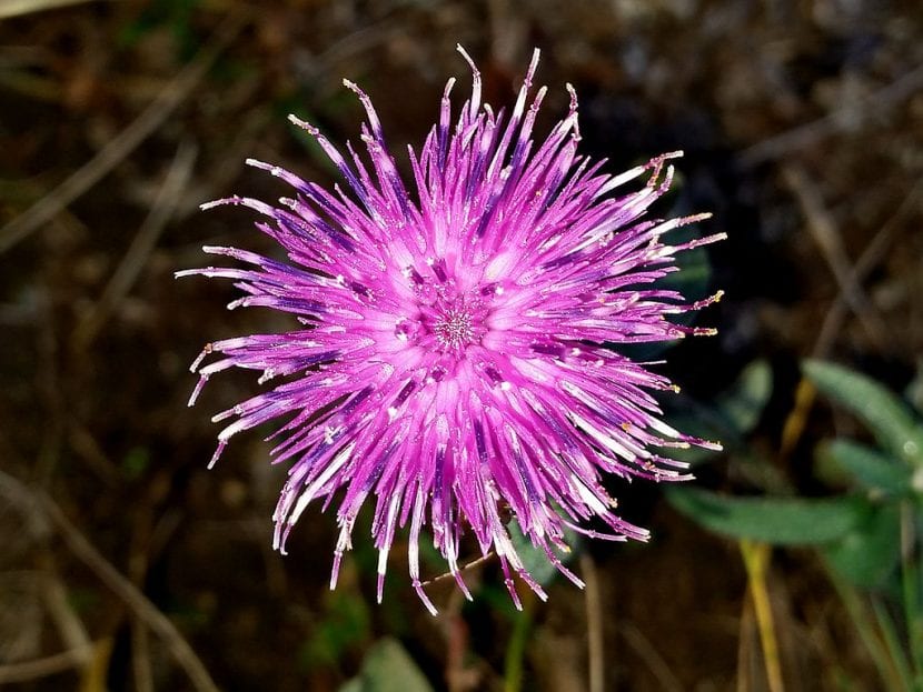 Capítulos púrpura de Centaurea nigra en flor