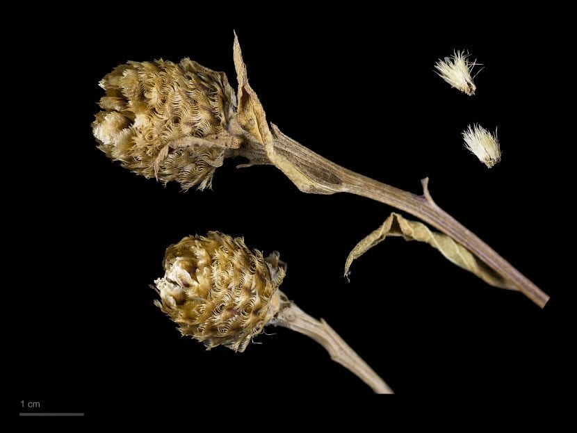 Frutos y semillas secas de Centaurea nigra