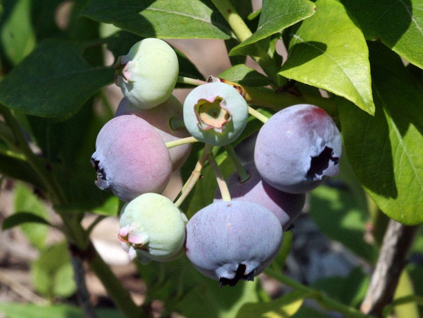 Arbusto de arándano alto, Vaccinium corymbosum, con frutos maduros