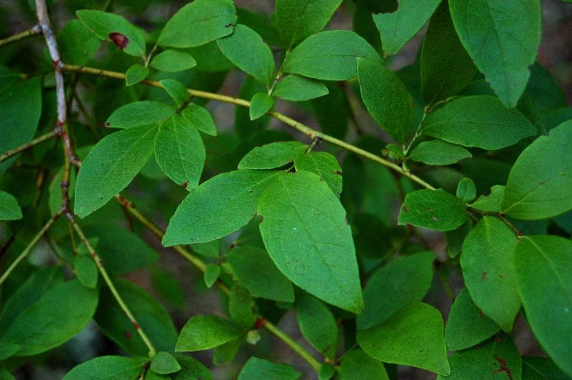 Hojas de Vaccinium corymbosum en la planta