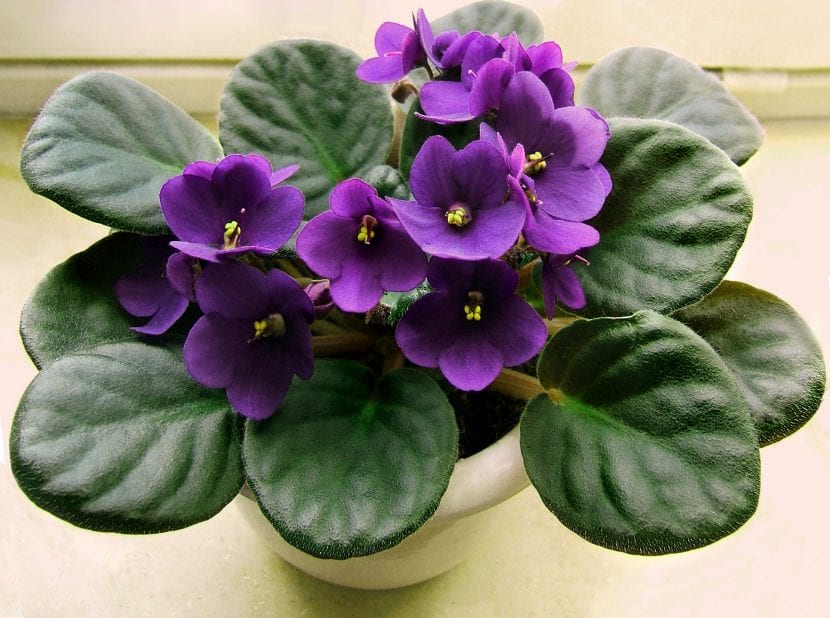 Violeta africana Saintpaulia ionantha en flor