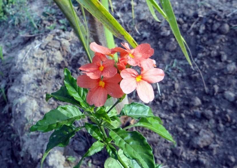 Espiga de flores asalmonadas de Crossandra infundibuliformis