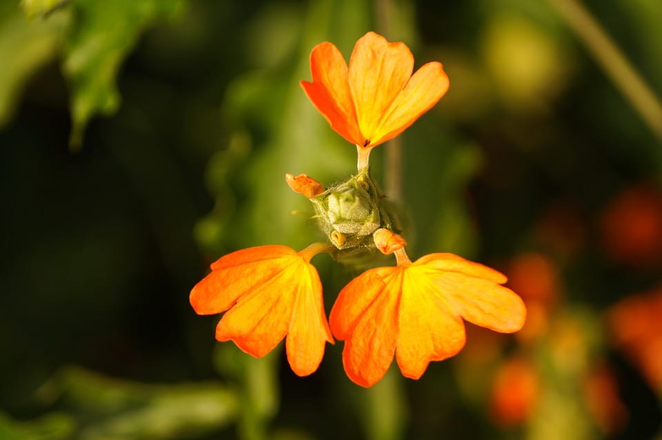 Crossandra o flor de petardo: curiosidades y cuidados