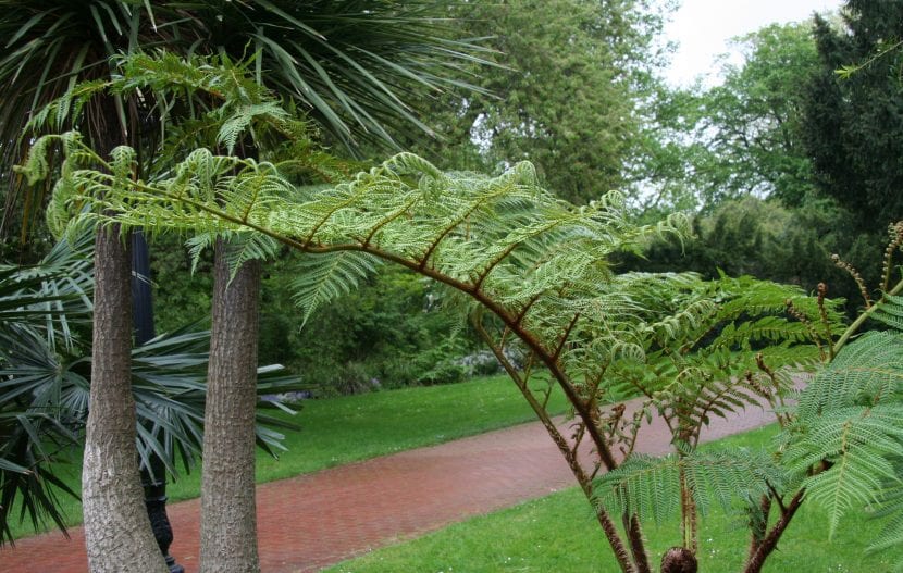 Fronde arqueada de Cyathea tomentosissima con el raquis rojizo