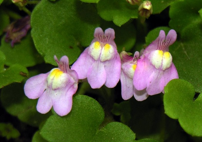 Flores lilas de Cymbalaria muralis con el paladar amarillo