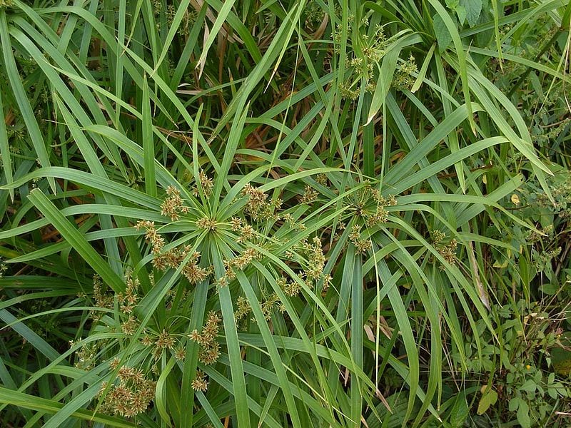 Mata de Cyperus alternifolius junto al agua