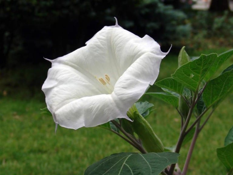 Flor blanca erguida de Datura
