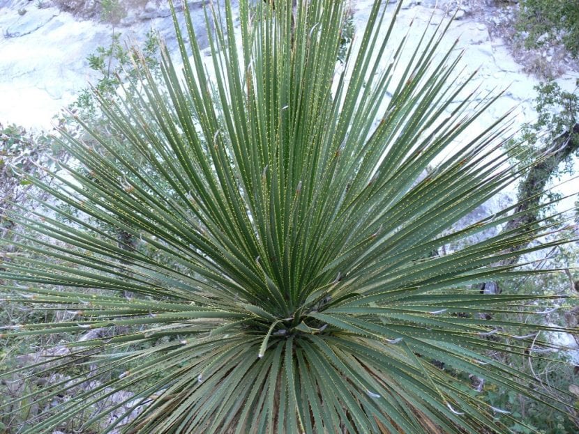 Dasylirion acrotriche var. parryanum en un jardín seco