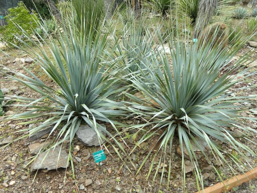 Dasylirion berlandieri de hoja glauca