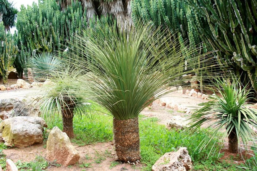 Roseta esférica de Dasylirion serratifolium