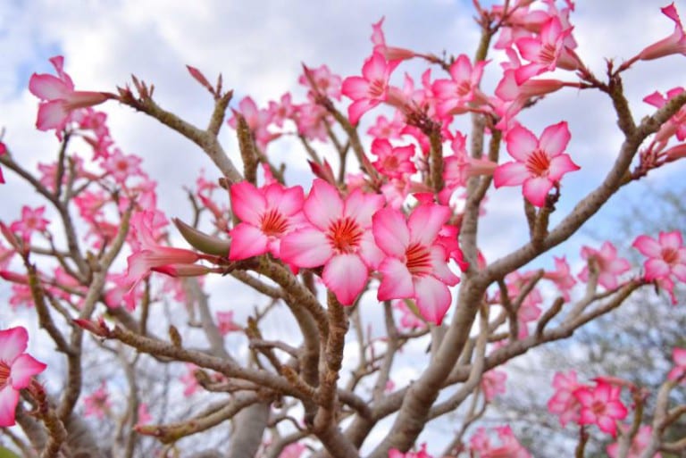 Ejemplar adulto de Adenium obesum con base engrosada