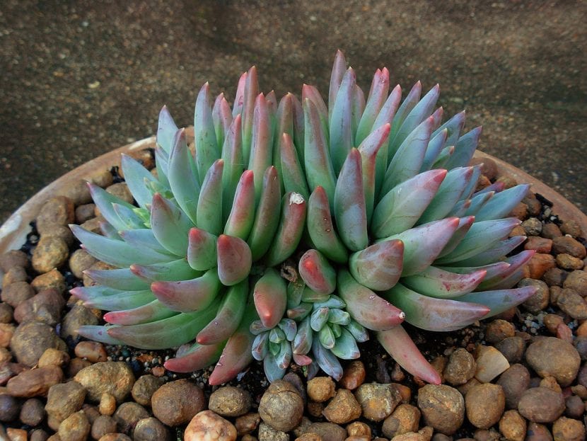 Pachyveria glauca con sus hojas azuladas cubiertas de pruina