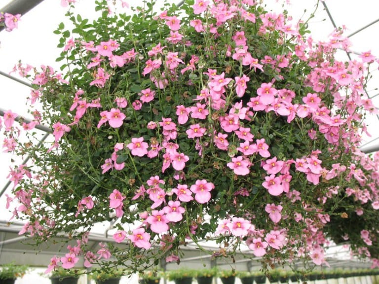 Diascia de porte rastrero cubriendo el suelo de un arriate