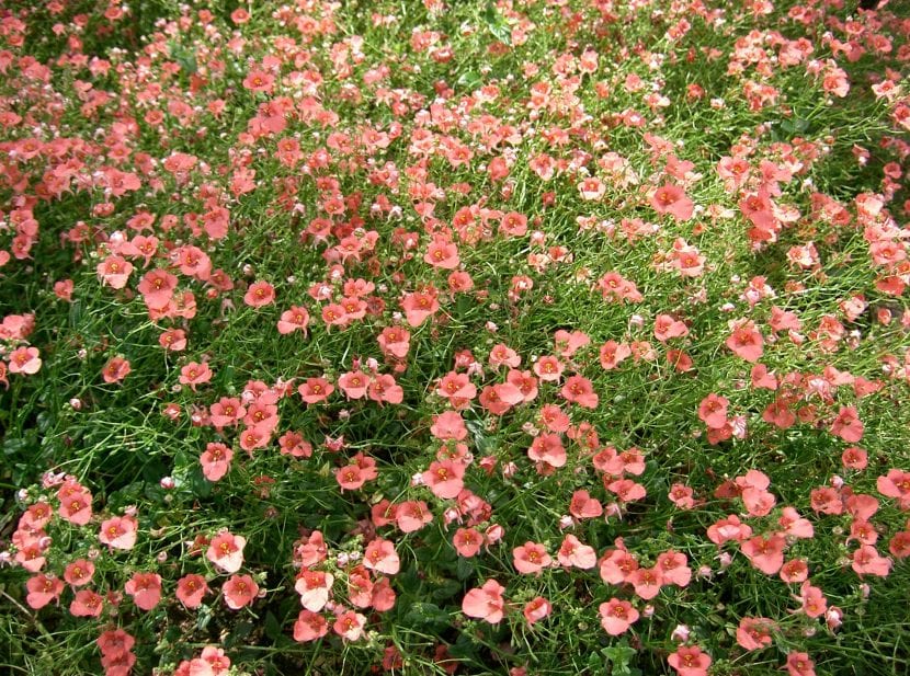 Mata de Diascia cubierta de flores de color coral