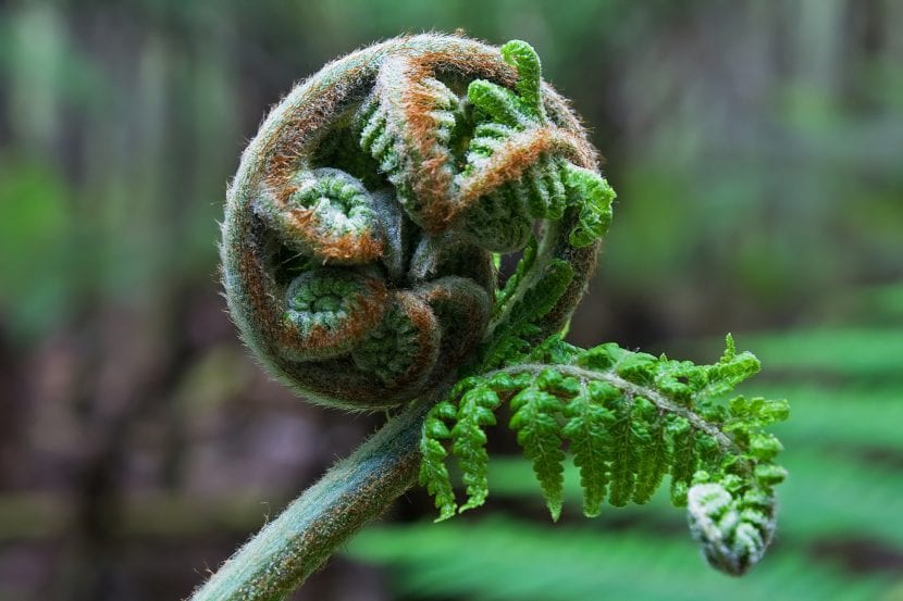 Fronde tripinnada de Dicksonia antarctica vista a contraluz