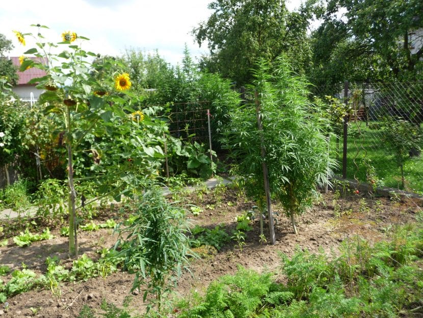 Plantas de Cannabis sativa creciendo al aire libre