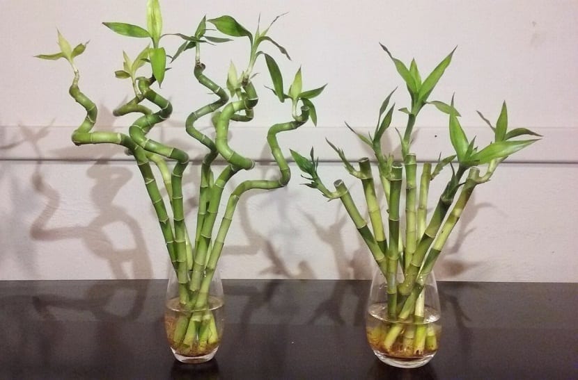 Tallos de bambú de la suerte en recipientes con agua