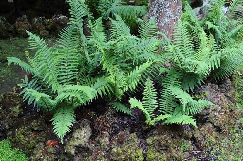 Peciolos escamosos y dorados de Dryopteris affinis