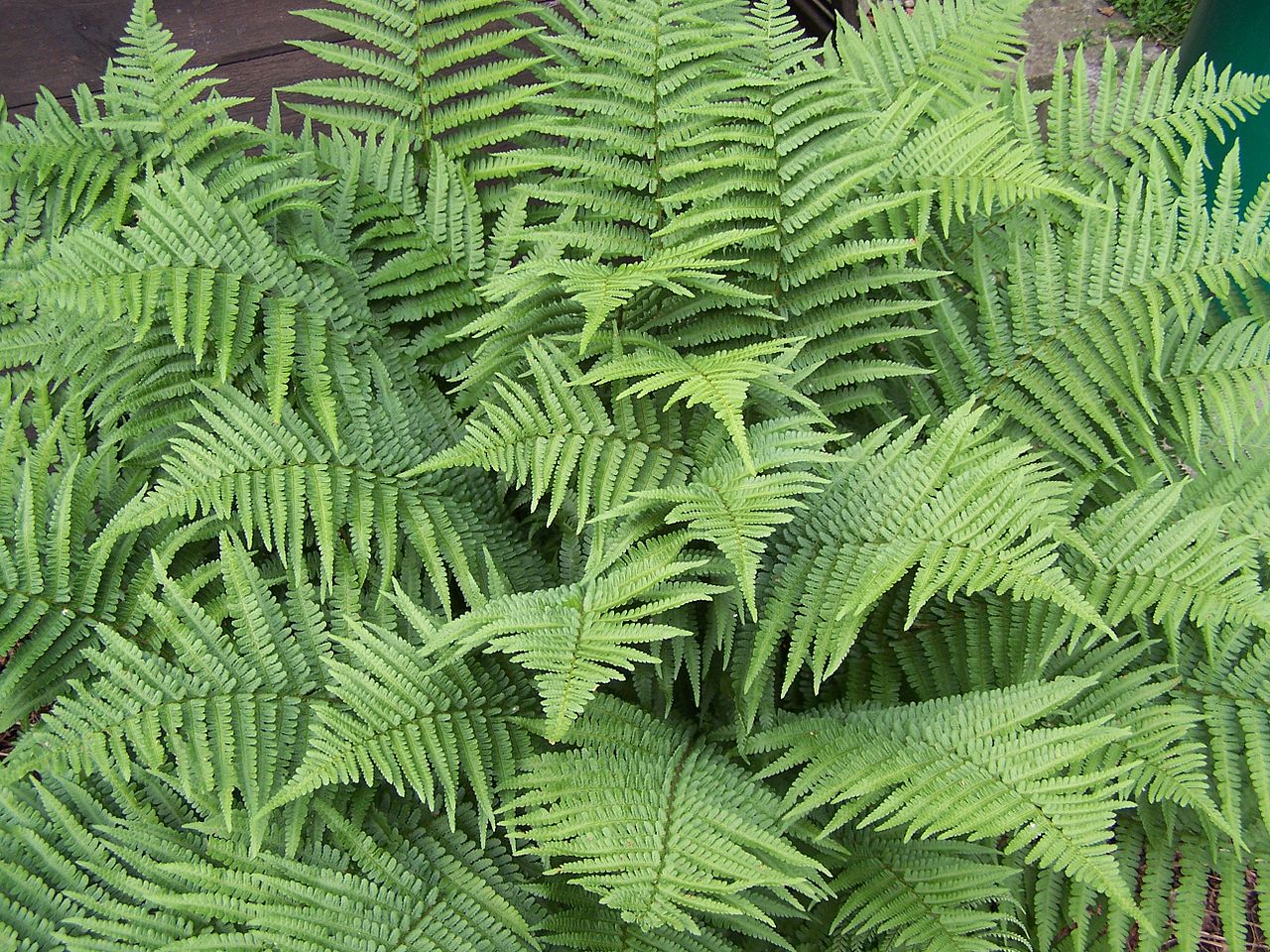 Dryopteris: el helecho macho y sus parientes para sombra