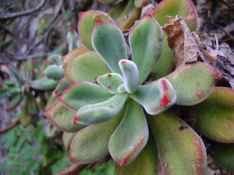 Echeveria pulvinata con las hojas cubiertas de pelos blancos