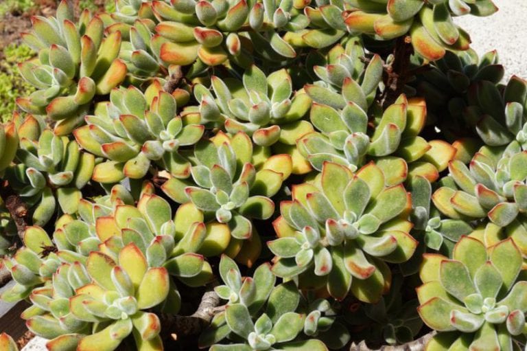 Detalle de las hojas de Echeveria pulvinata con los bordes enrojecidos