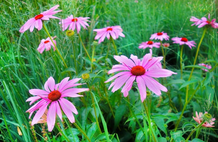 Capítulos de Echinacea purpurea con lígulas rosadas y cono anaranjado