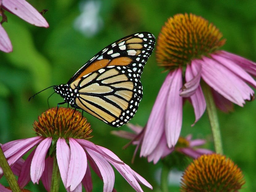 Mariposa libando sobre un capítulo de equinácea
