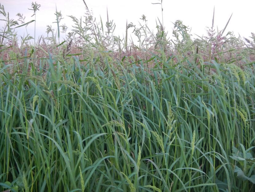 Plantas jóvenes de hierba de arroz creciendo en suelo removido