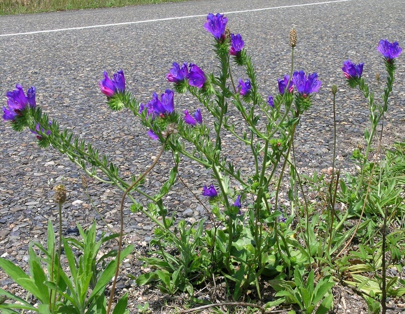 Viborera Echium plantagineum en flor al borde de un camino