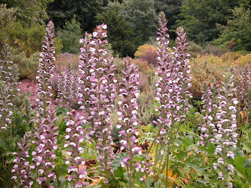 El acanto (Acanthus mollis): cultivo, division y usos