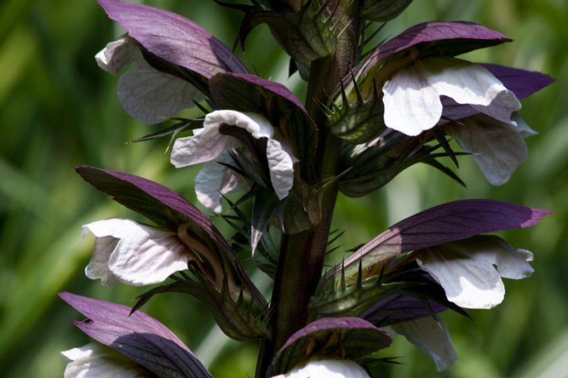 Espiga floral de acanto con bracteas espinosas